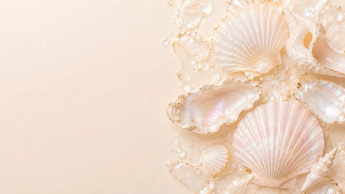 seashell banner